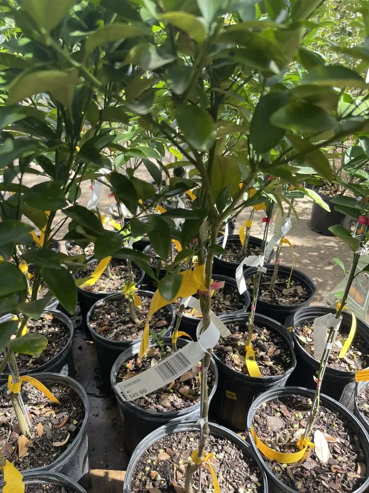 Expert yard cleanup service with custom design across San Antonio, TX - Milberger Landscaping