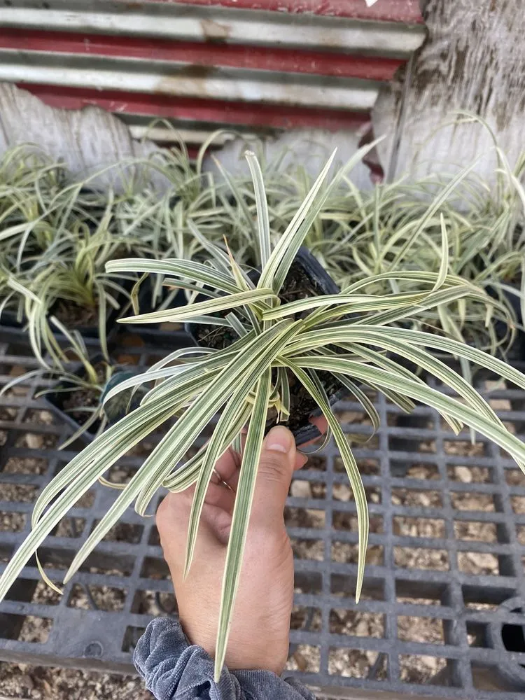 Top-rated residential landscaping in San Antonio, TX - Milberger Landscaping