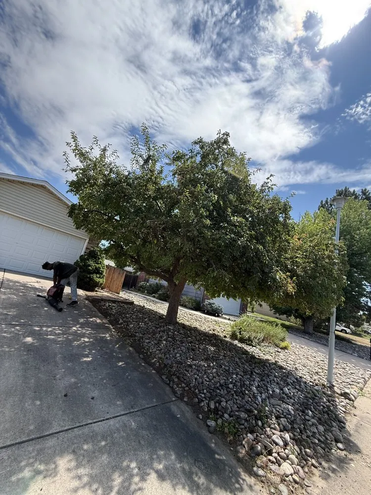 Professional yard cleanup service for residential properties in Denver, CO by Mile High Lawn Care