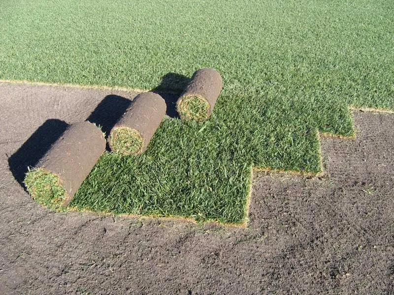 Reliable residential landscaping in Denver, CO - Mile High Sod Farm