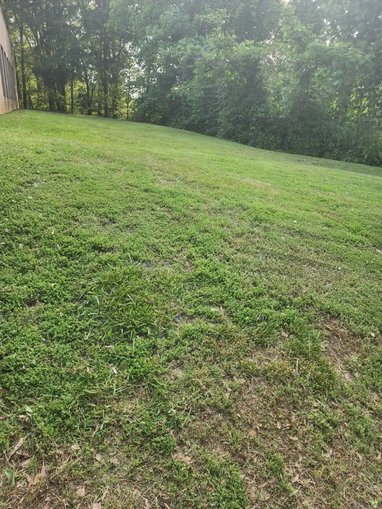 Reliable lawn mowing service in Piedmont, SC - Miles Lawn Care & More