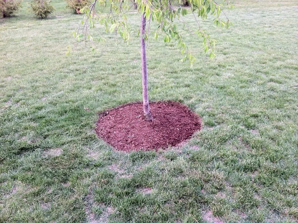 Custom yard maintenance experts serving Blackstone, MA - Miles of LandCare