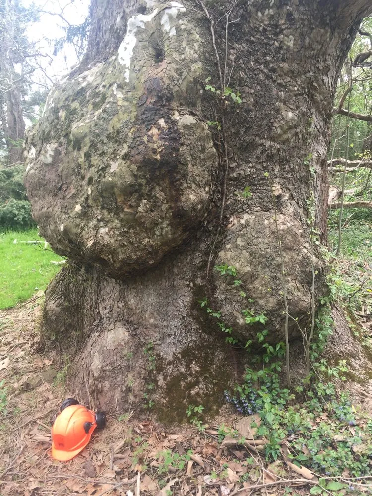 Expert residential landscaping with custom design in Royersford, PA by Miles Tree and Stump