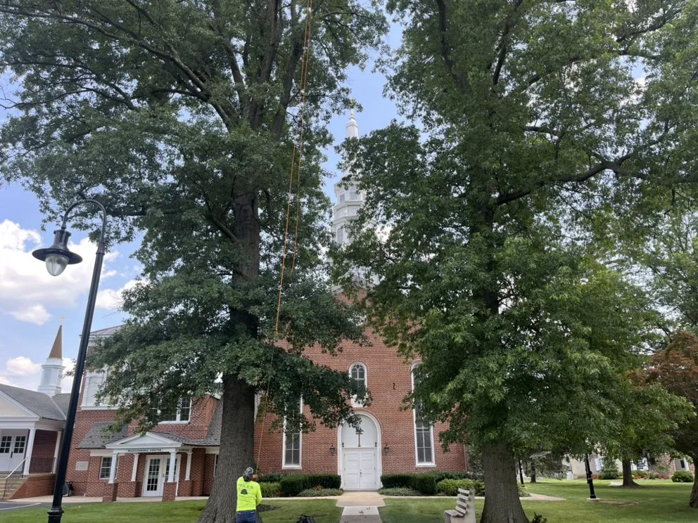 Top-rated residential landscaping for residential properties in Royersford, PA by Miles Tree and Stump