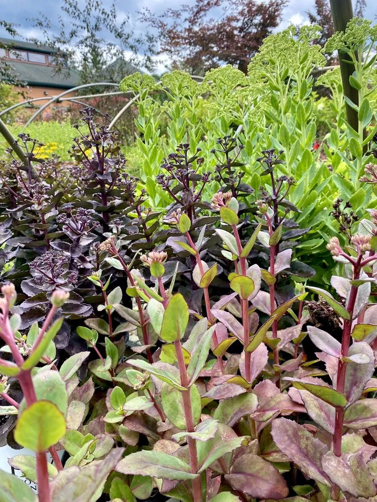 Custom landscape installation for beautiful yards across Milford, MI - Milford Gardens