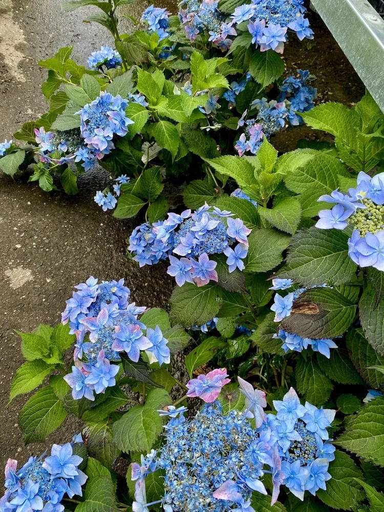 Top-rated lawn care service for residential properties across Milford, MI - Milford Gardens