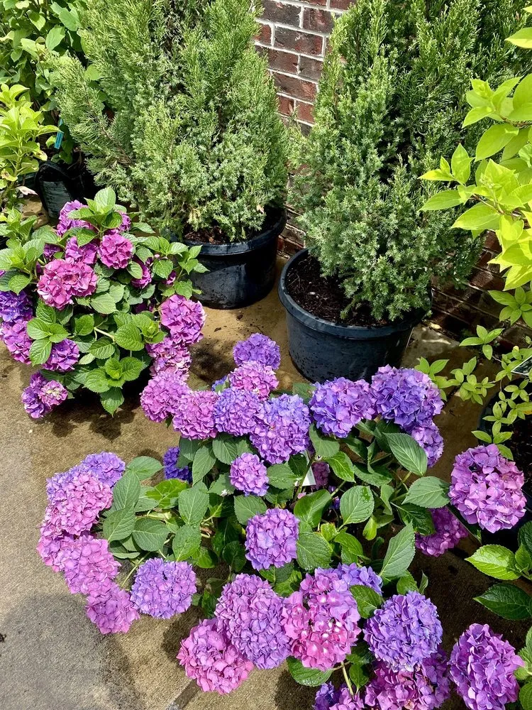 Top-rated lawn care service near you in Milford, MI by Milford Gardens