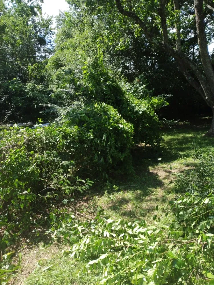 Professional landscaping services experts serving Pensacola, FL - Milita Lawn Services