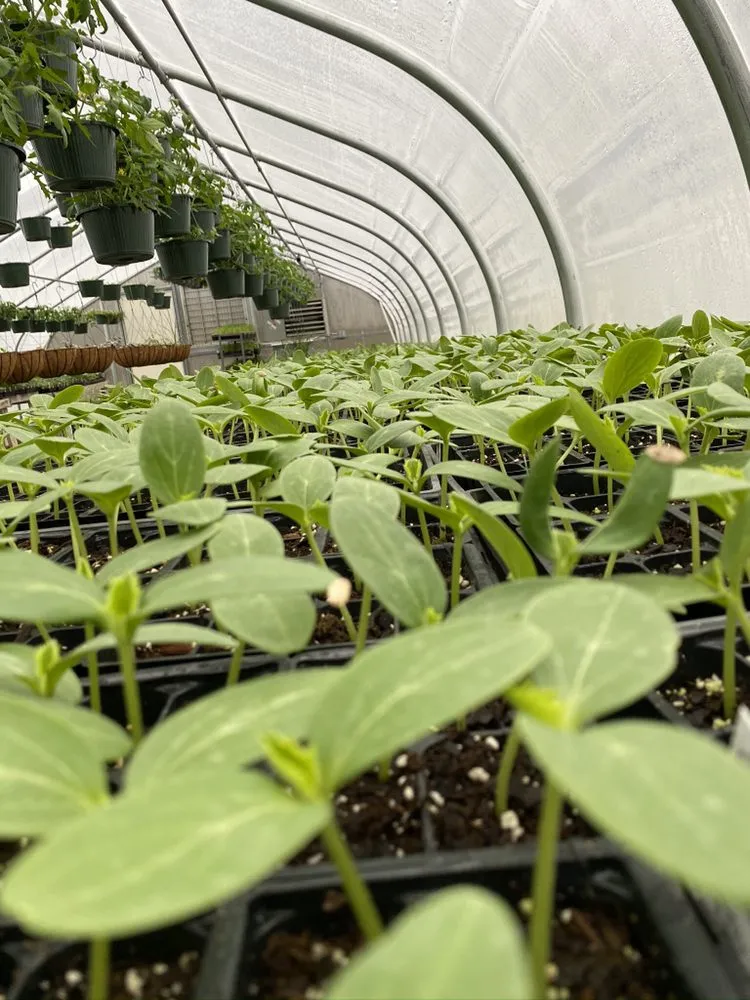 Affordable residential landscaping for homes in Pocahontas, AR by Mill Creek Gardens