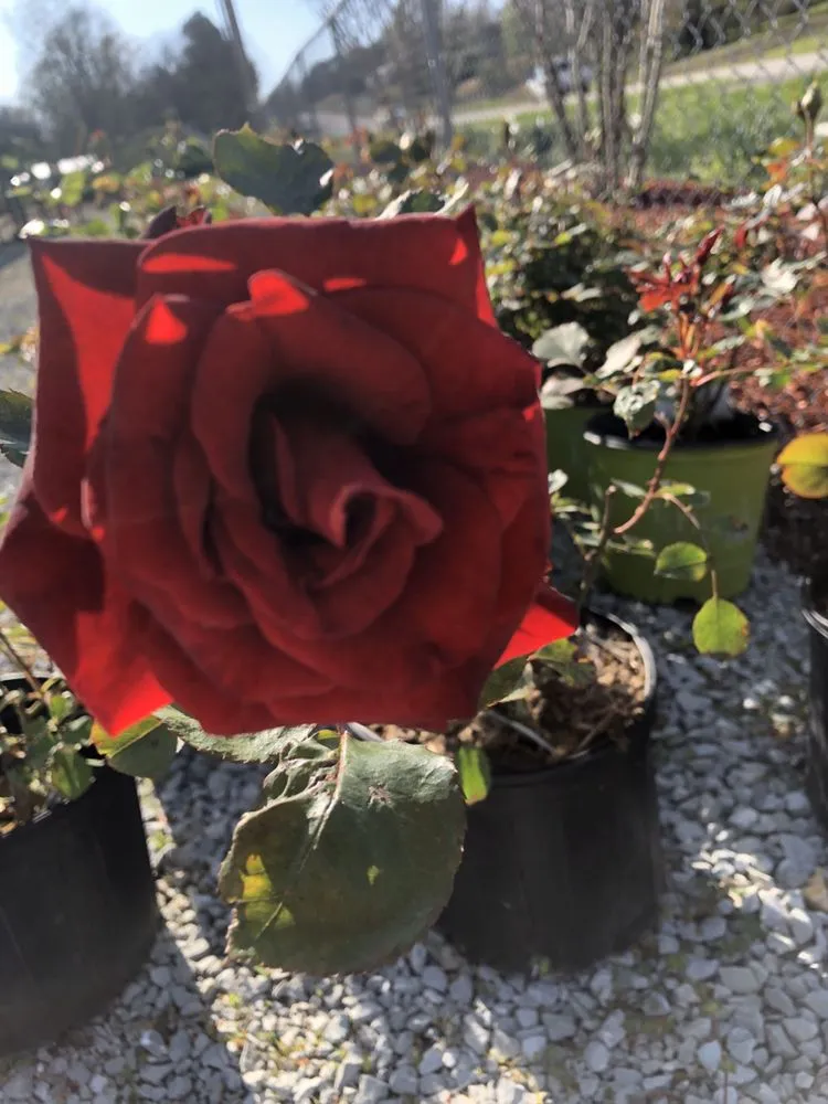 Affordable outdoor landscaping for year-round maintenance across Pocahontas, AR - Mill Creek Gardens