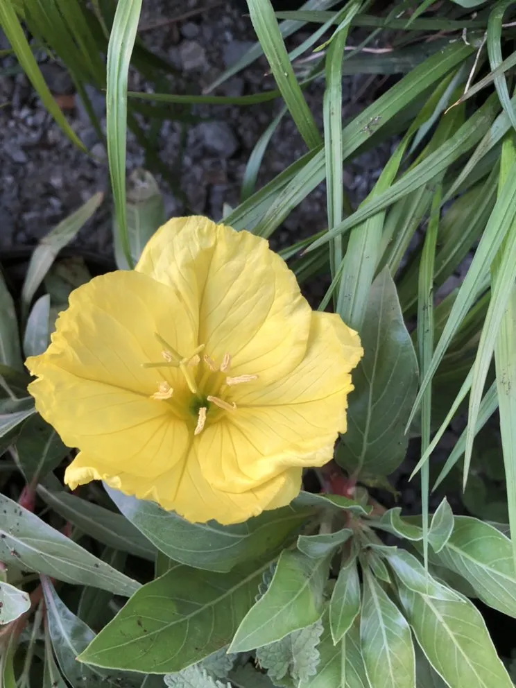 Professional yard cleanup service experts serving Pocahontas, AR - Mill Creek Gardens