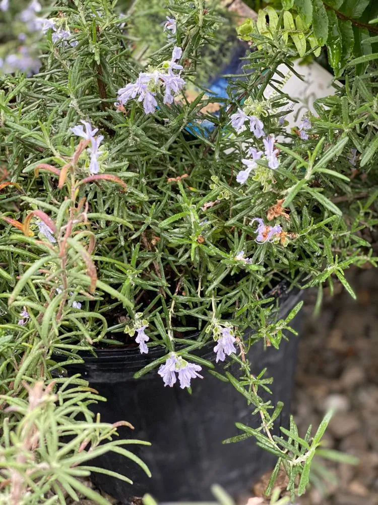 Trusted lawn care service for outdoor upgrades in Pocahontas, AR by Mill Creek Gardens