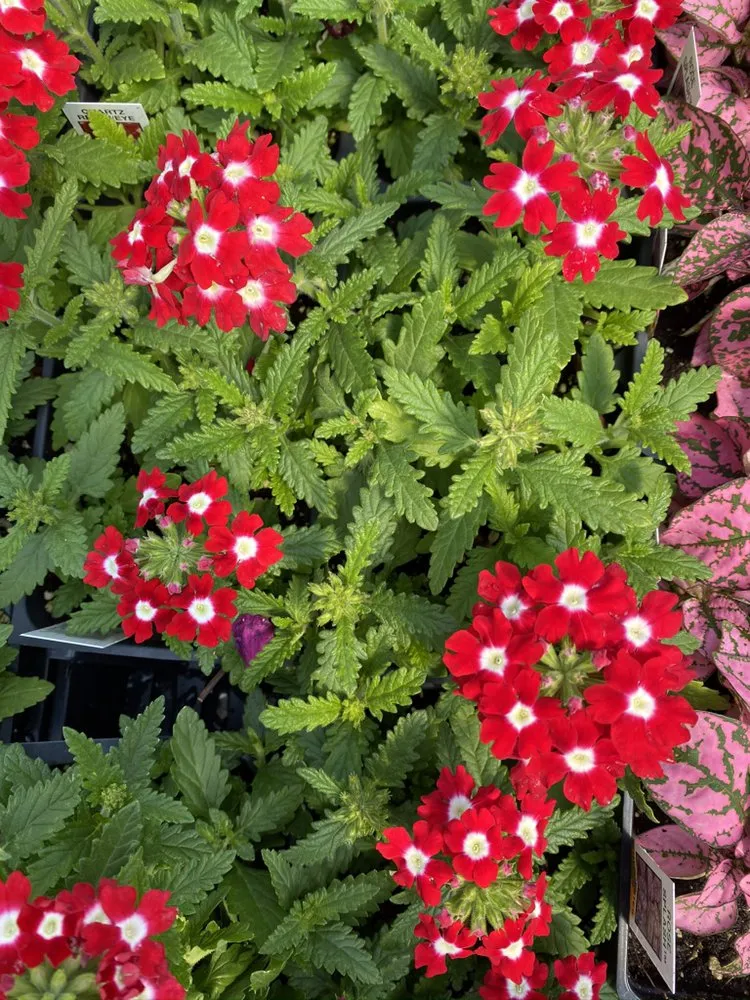 Affordable landscape design for residential properties in Pocahontas, AR by Mill Creek Gardens