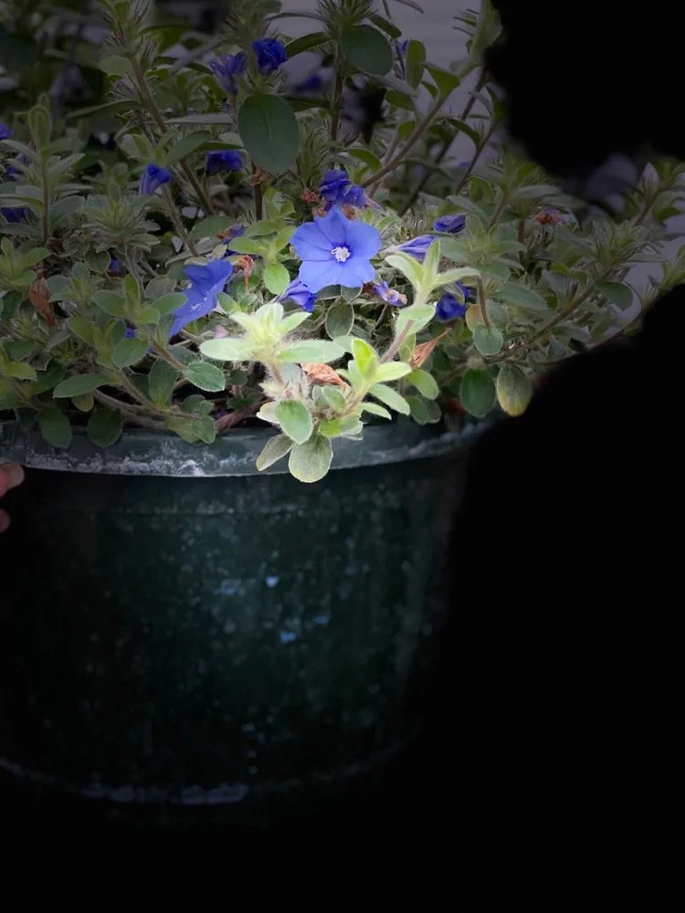 Professional landscape installation with custom design in Pocahontas, AR by Mill Creek Gardens