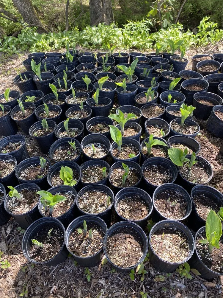 Professional landscape installation for homes in Pocahontas, AR by Mill Creek Gardens