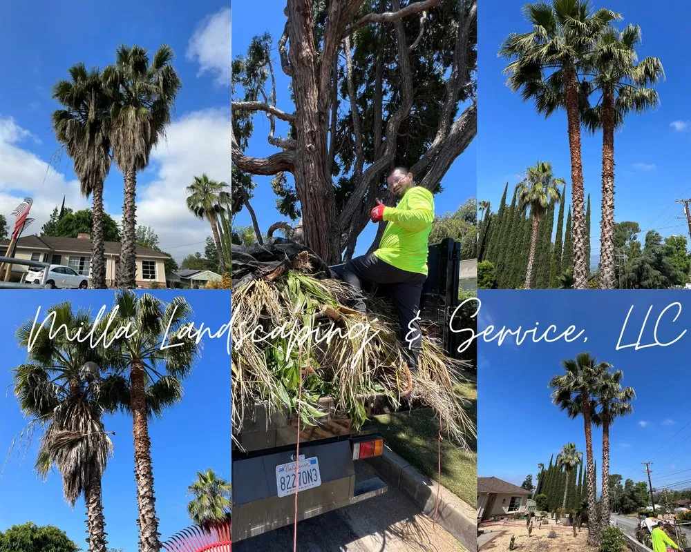 Trusted residential landscaping for homes in Glendale, CA by Milla Landscaping & Services