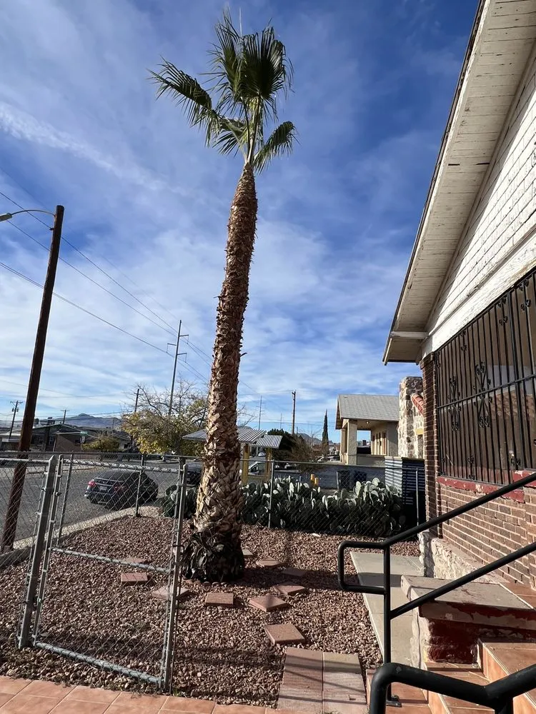 Custom lawn care service for year-round maintenance in El Paso, TX by Millan Landscaping