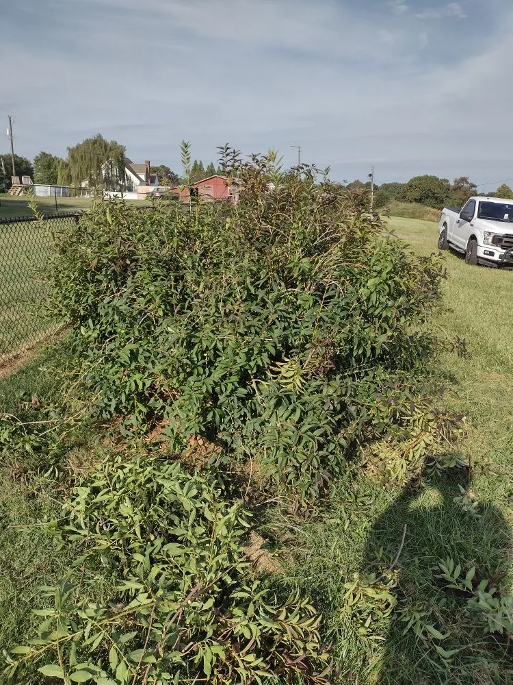 Reliable landscaping services for residential properties across Forest City, NC - Millard's Lawncare