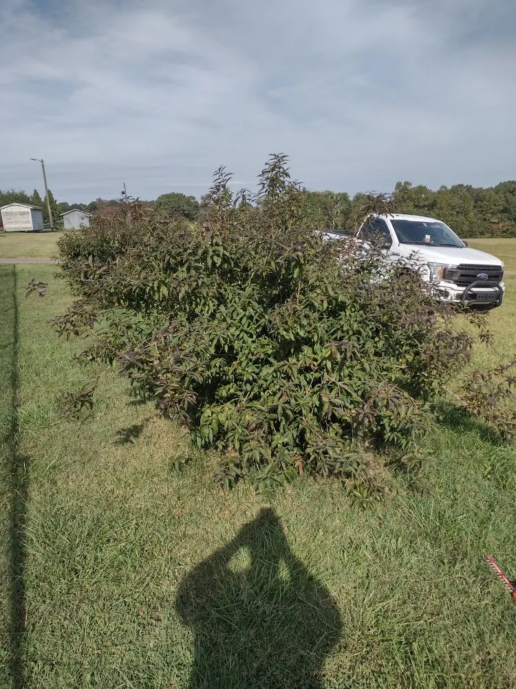 Expert yard maintenance for beautiful yards in Forest City, NC by Millard's Lawncare