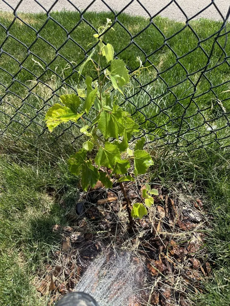 Expert lawn care service in West Jordan, UT - Millburn Lawn & Landscape