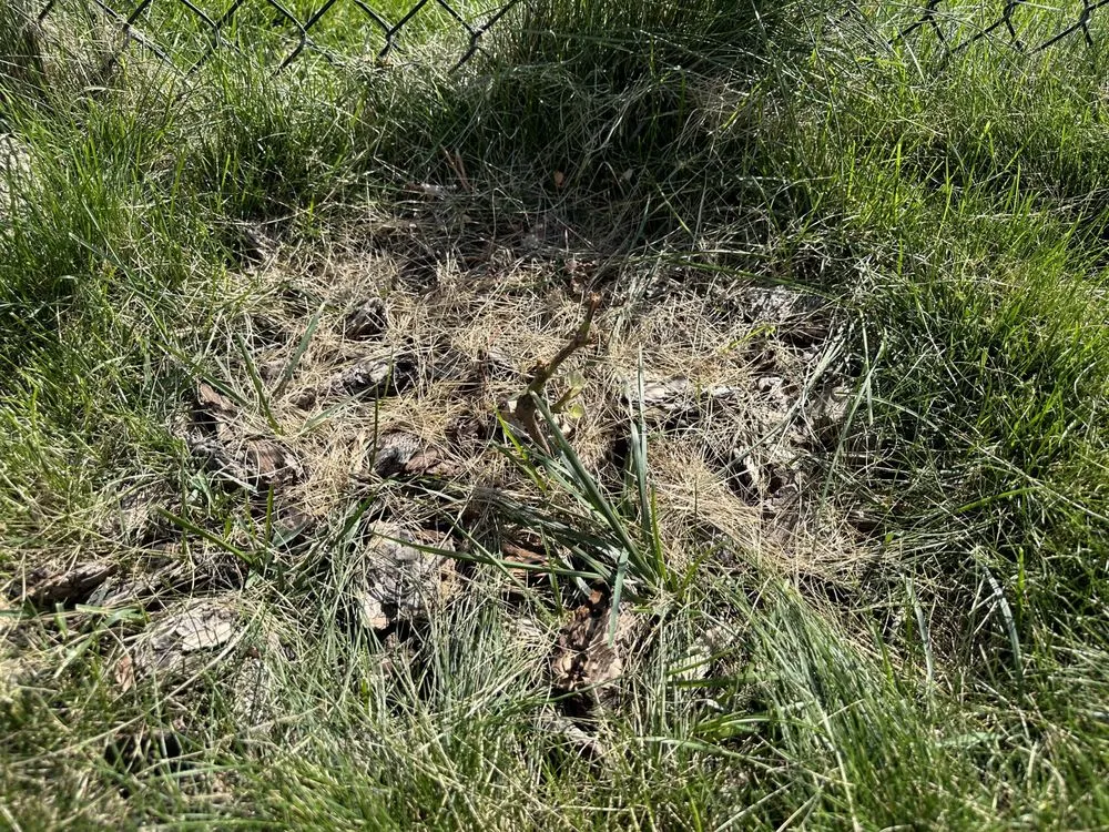 Trusted lawn care service with custom design across West Jordan, UT - Millburn Lawn & Landscape