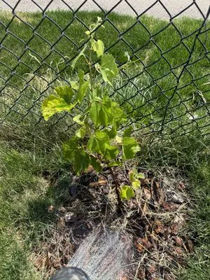 Millburn Lawn & Landscape Logo