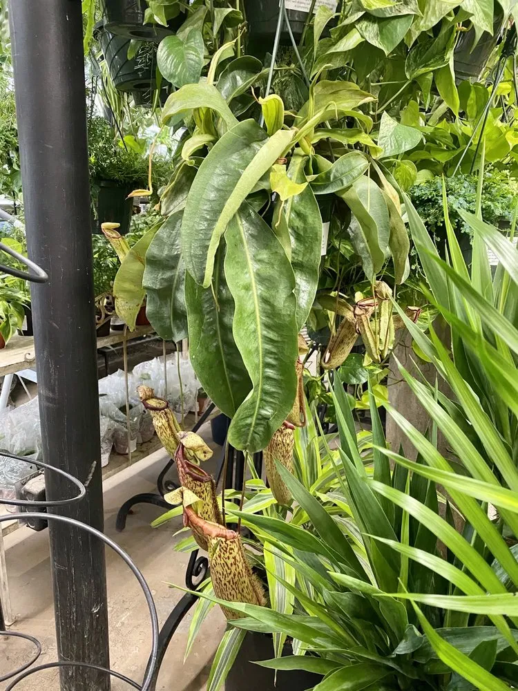 Expert yard maintenance for year-round maintenance in Salt Lake City, UT by Millcreek Gardens