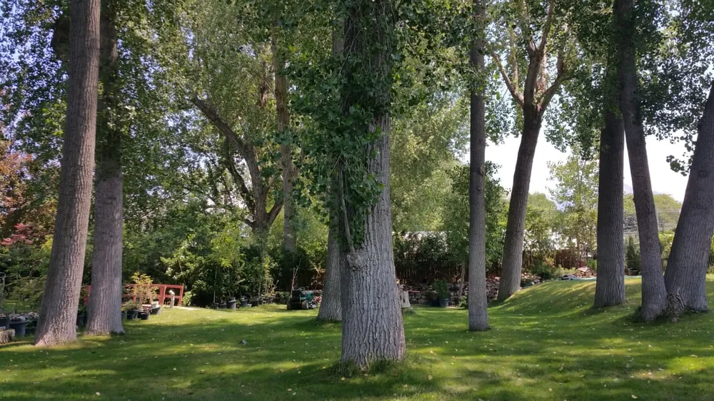 Affordable lawn care service experts serving Salt Lake City, UT - Millcreek Landscape