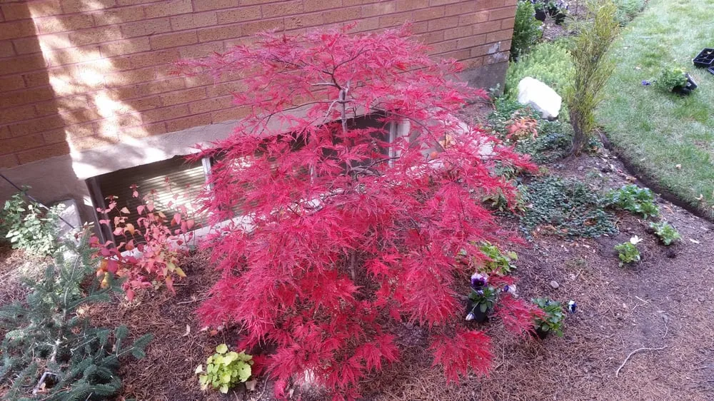 Professional lawn mowing service experts serving Salt Lake City, UT - Millcreek Landscape