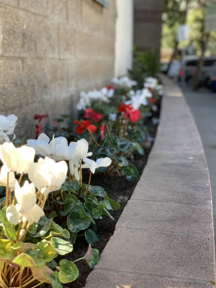 Professional lawn care service experts serving Colma, CA - Millennial Landscape