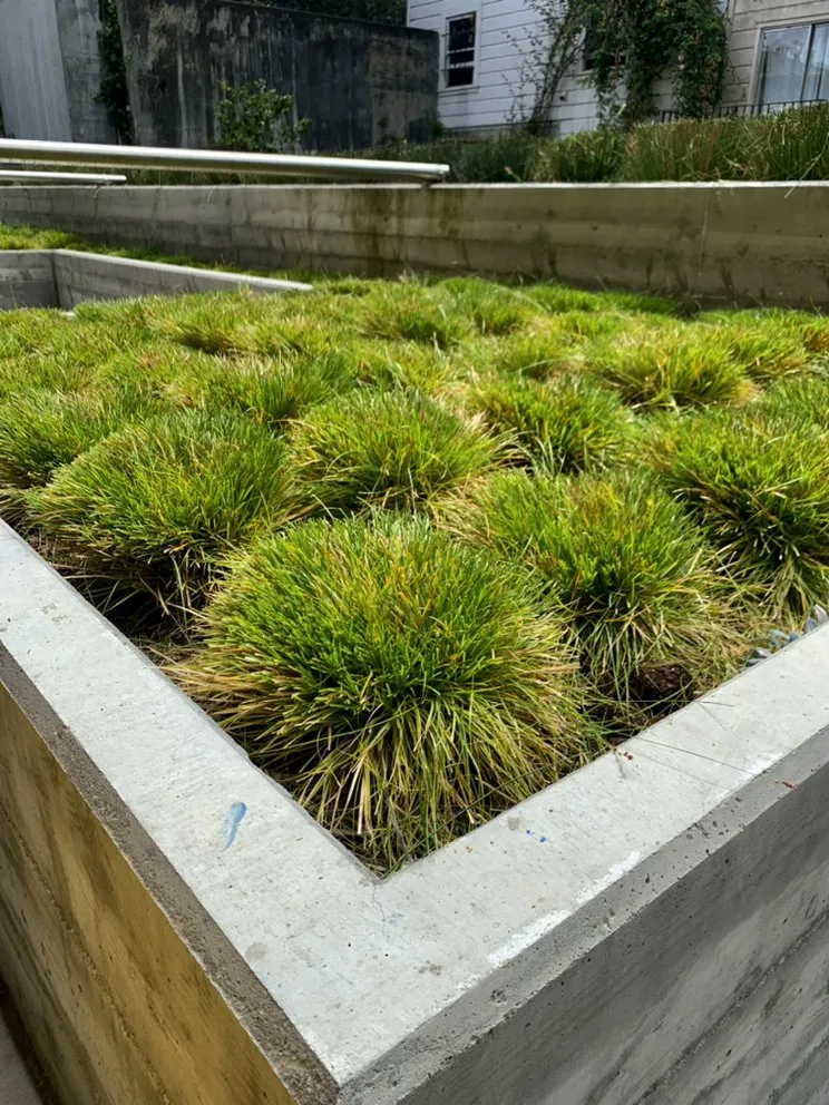 Affordable lawn mowing service in Colma, CA - Millennial Landscape