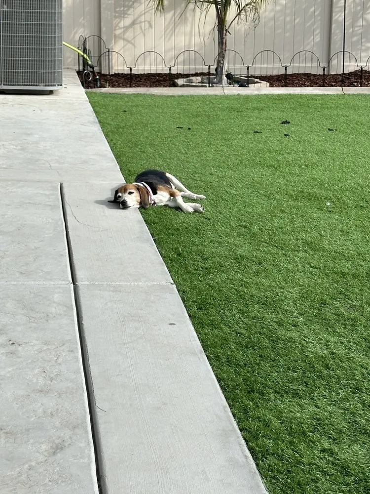 Professional lawn care service with custom design in Winchester, CA by Millennium Landscape