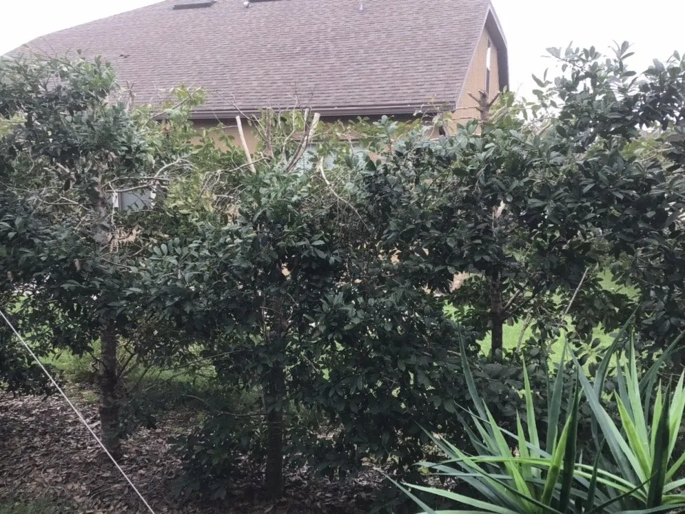 Custom lawn mowing service experts serving Winter Garden, FL - Millennium Services of Florida