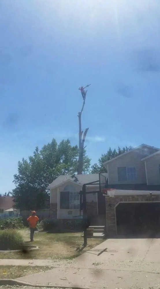Custom landscape installation in Ogden, UT - Miller and Sons Tree Service