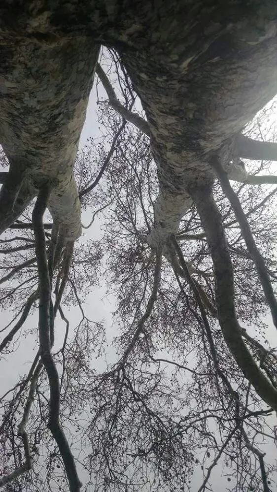 Professional landscaping services in Ogden, UT - Miller and Sons Tree Service