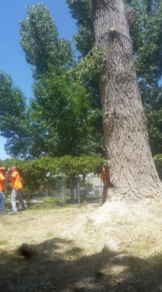 Reliable residential landscaping near you in Ogden, UT by Miller and Sons Tree Service