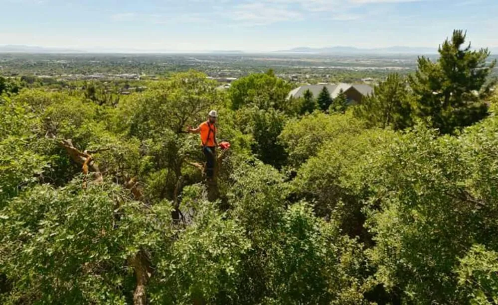 Trusted lawn mowing service experts serving Ogden, UT - Miller and Sons Tree Service