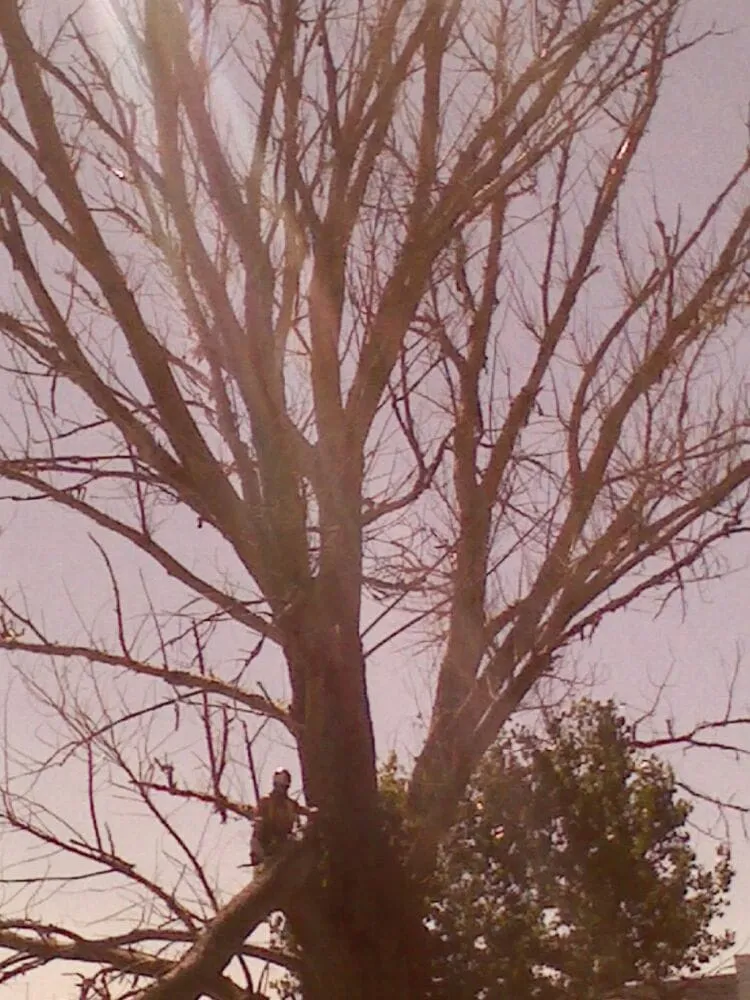 Affordable lawn care service experts serving Ogden, UT - Miller and Sons Tree Service