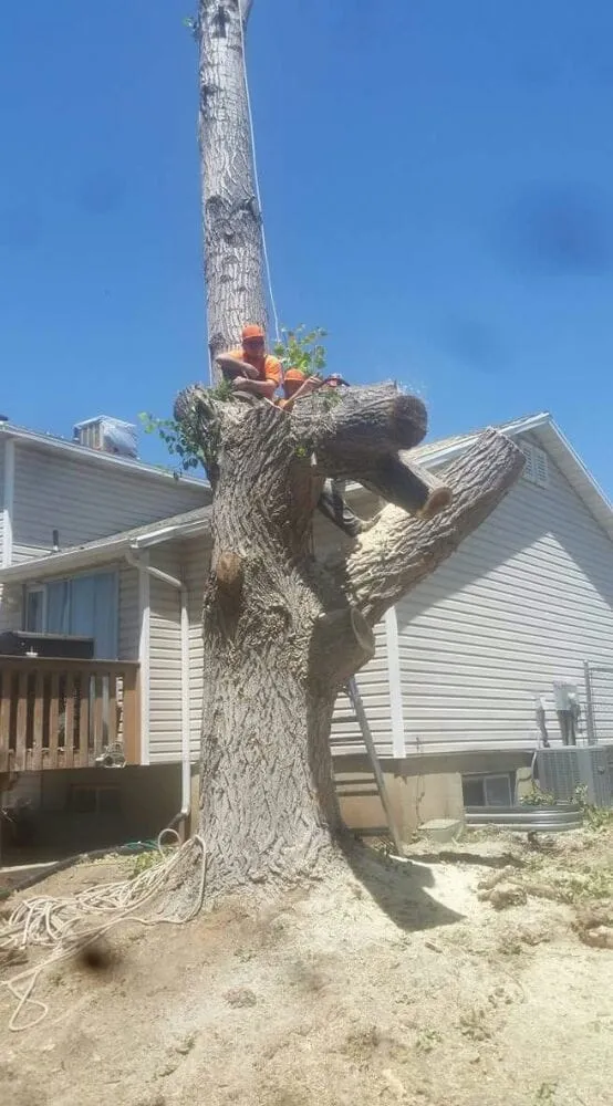 Professional landscaping services experts serving Ogden, UT - Miller and Sons Tree Service