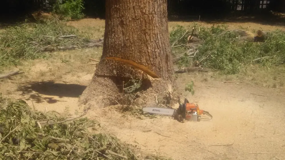 Top-rated lawn care service experts serving Ogden, UT - Miller and Sons Tree Service