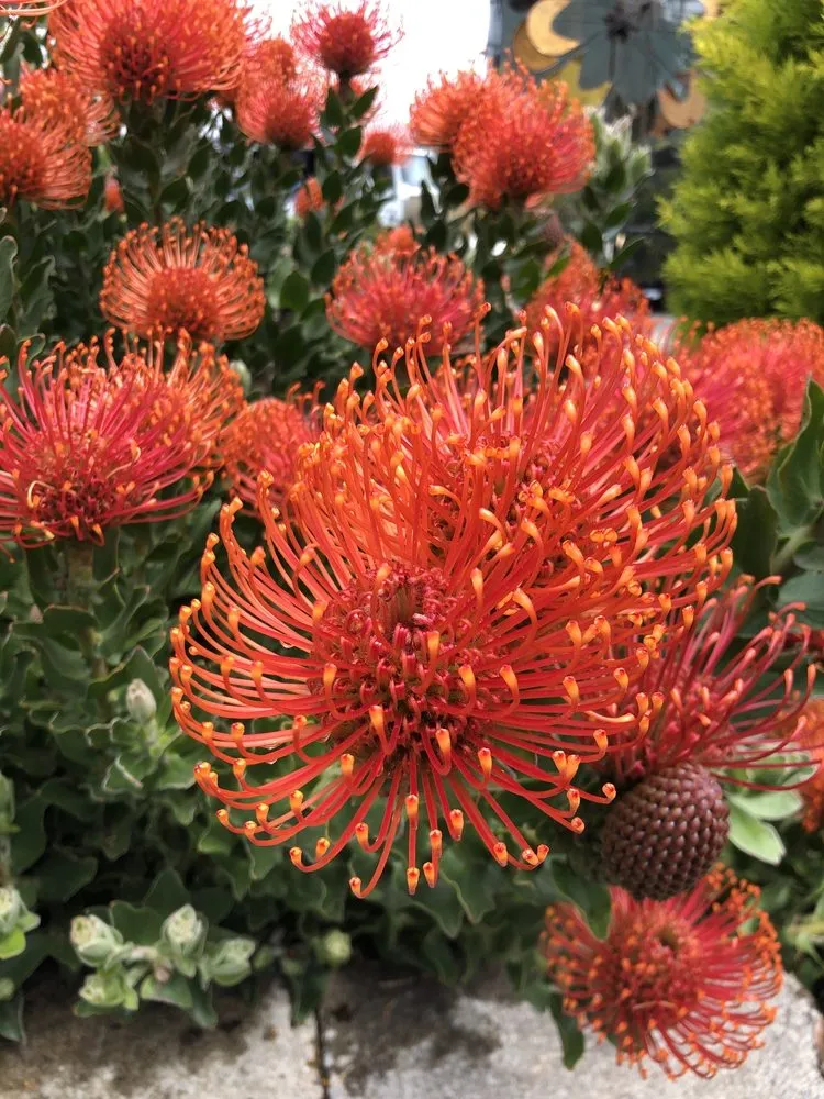 Expert garden landscaping experts serving McKinleyville, CA - Miller Farms Nursery