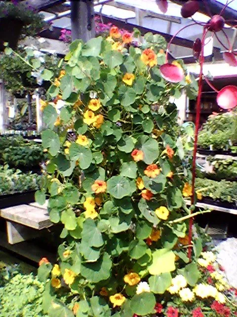 Local outdoor landscaping in McKinleyville, CA - Miller Farms Nursery