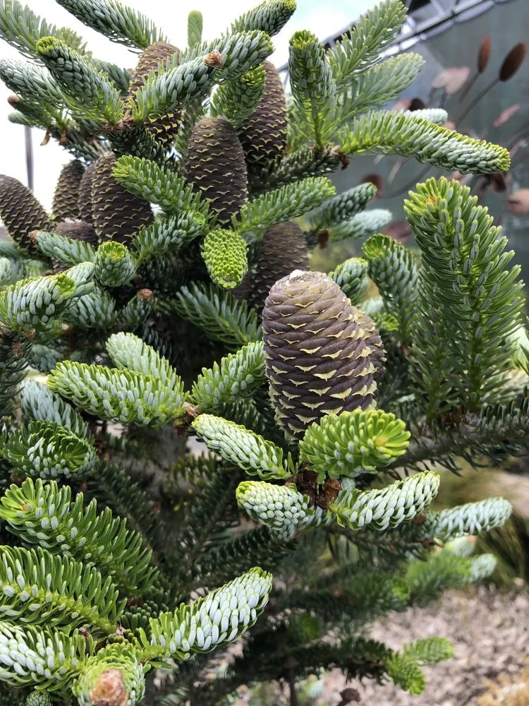 Top-rated lawn care service in McKinleyville, CA by Miller Farms Nursery