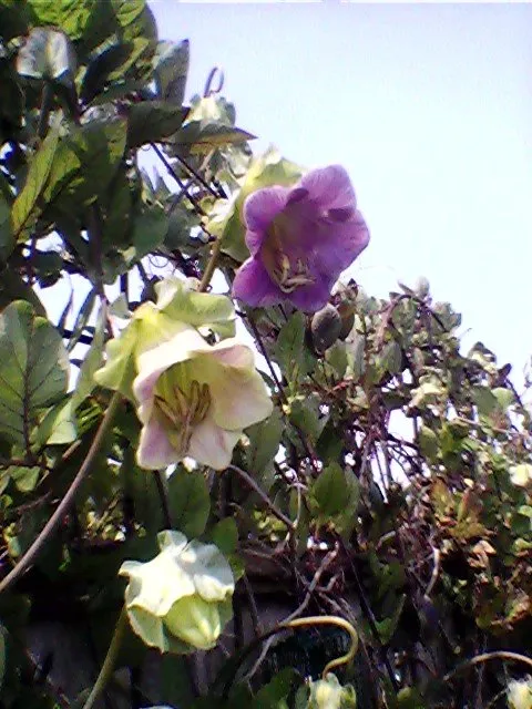 Top-rated yard cleanup service experts serving McKinleyville, CA - Miller Farms Nursery