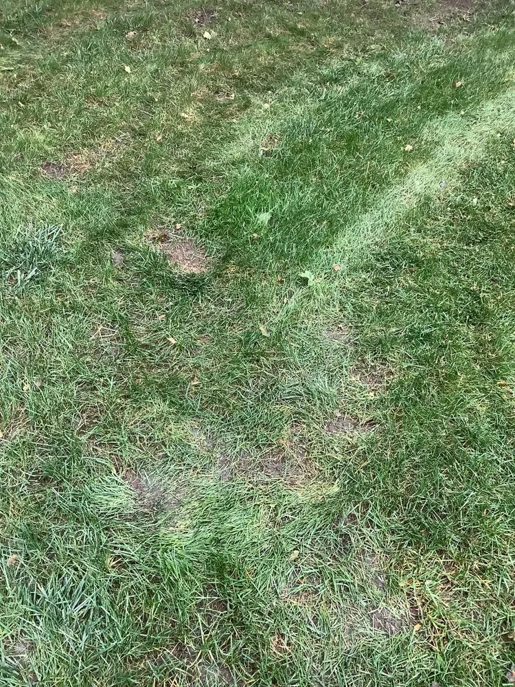 Local yard maintenance for residential properties in Orion Township, MI by Miller Landscape