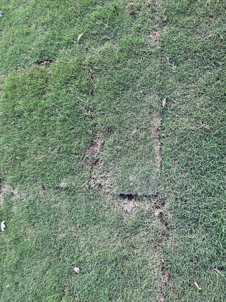 Local yard maintenance for year-round maintenance in Woodstock, GA by Miller Landscape