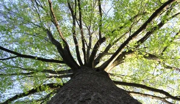 Local outdoor landscaping in Chino Valley, AZ - Miller Tree & Landscape