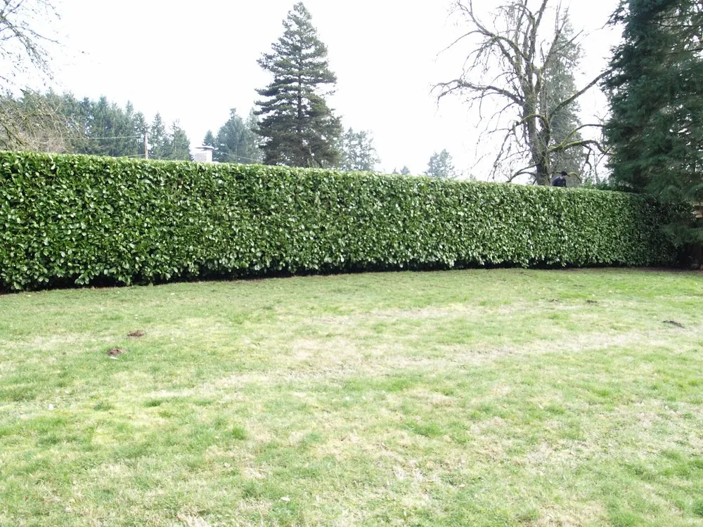 Local residential landscaping for year-round maintenance in Vancouver, WA by Miller Yard Maintenance