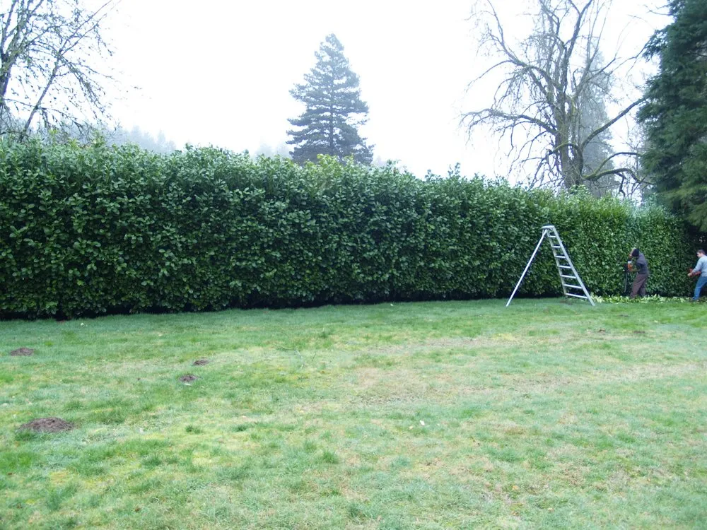 Custom yard cleanup service for homes in Vancouver, WA by Miller Yard Maintenance