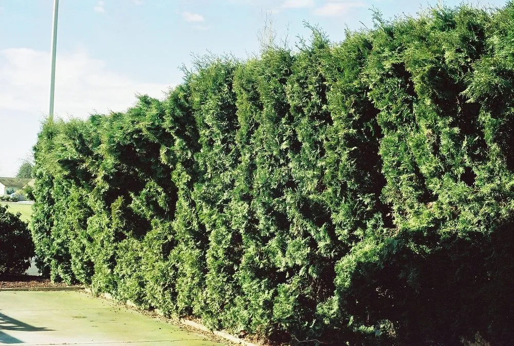 Reliable outdoor landscaping in Vancouver, WA by Miller Yard Maintenance